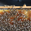 clean,clean beehive