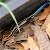 Southeastern Five-lined Skink