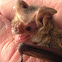 Gourds long-eared bat
