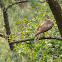 Red-Tailed Hawk Juvenile