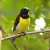 Purple-rumped Sunbird(Male)