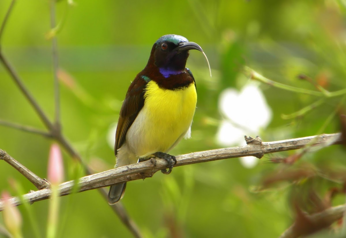Purple-rumped Sunbird(Male)
