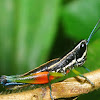 Aquaphilic grasshopper