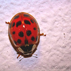 Multi-colored Asian Lady Beetle