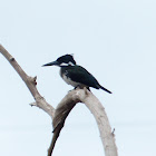 Green Kingfisher  - Female