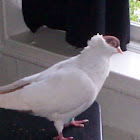 Helmet Crested Pigeon