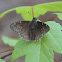 Northern Cloudywing Butterfly