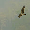 Western Osprey