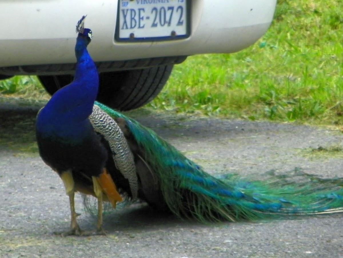 Peacock on a Farm
