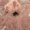 Aardvark holes