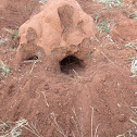 Aardvark holes