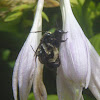 Two-spotted Long-horned Bees (mating)