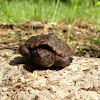 Eastern Snapping Turtle