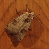 Smith's Dart Moth