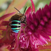 Blue banded bee