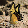 Broad-Banded Swallowtail