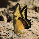 Broad-Banded Swallowtail