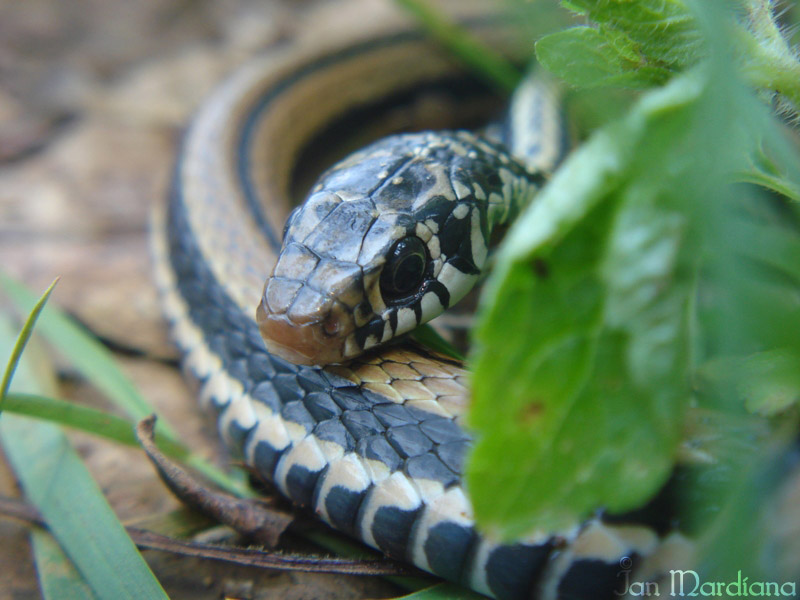 Indonesian Garter Snakes