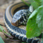 Indonesian Garter Snakes