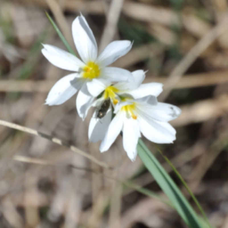 White Prairie Blue-eyed Grass