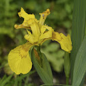 Yellow Iris, Wasser-Schwertlilie