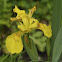Yellow Iris, Wasser-Schwertlilie