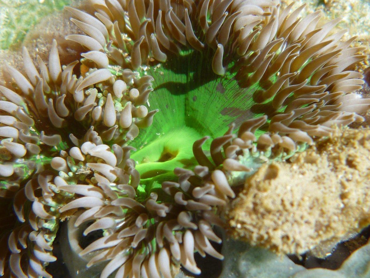 White Green Sea Anemone