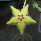 star flower