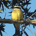 Greater kiskadee