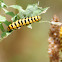 Cinnabar moth caterpillar