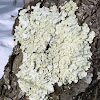 Common Greenshield lichen
