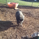 Pot-bellied pig