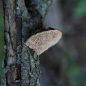 Oak polypore