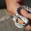 Oriental Whip Snake