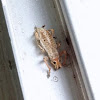 Broad-nosed Weevil