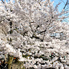 Cherry Blossoms near Kyoto Japan