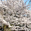 Cherry Blossoms near Kyoto Japan