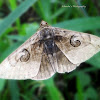Indian owlet moth