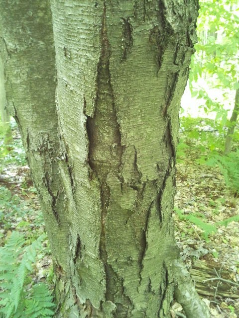 Sweet birch