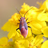 Scarlet Plant Bug nymph