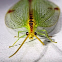 Diamond-banded lacewing