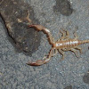 Italian scorpion