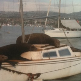 California Sea Lion