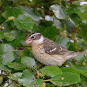 rose breasted grosbeak (female)