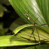 Adult pair of Stick Insects