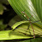 Adult pair of Stick Insects