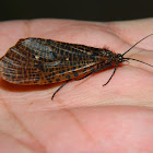 Caddisfly