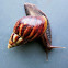 Giant African Land Snail