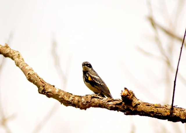yellow rumped warbler