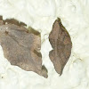 Leaf Moth